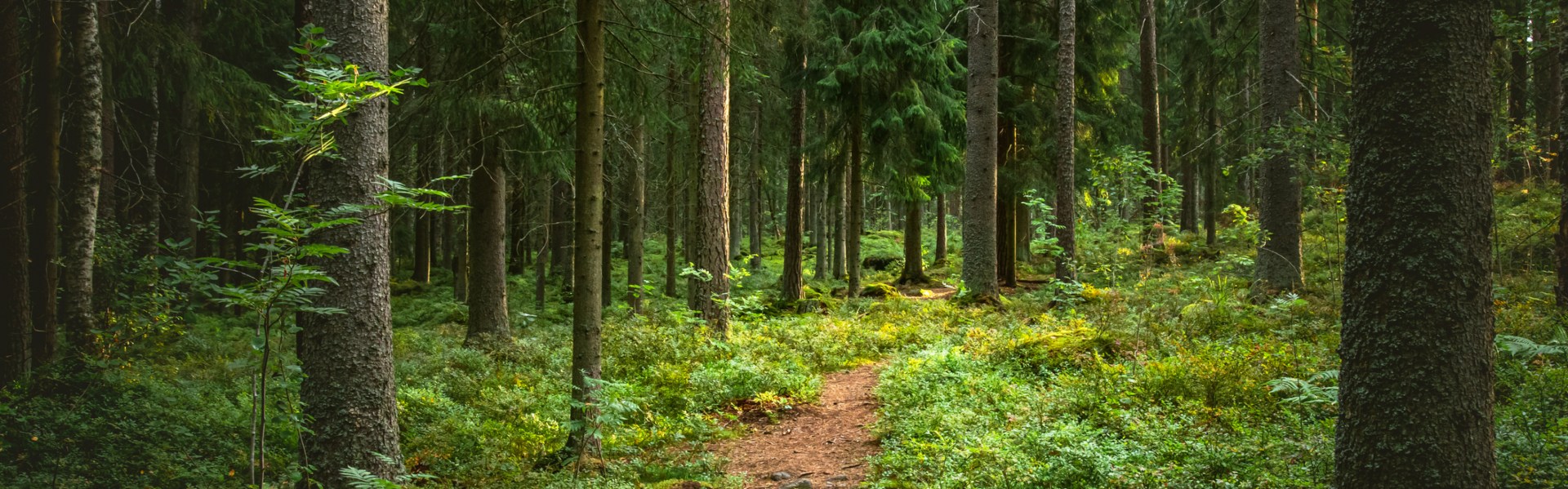 Landscape Image